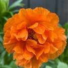 30 Seeds - ORANGE BLAZE PEONY POPPY DOUBLES - Poppy Flower Garden