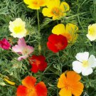 100 Seeds - POPPY FLOWER SEEDS - Flower Garden Californian Poppy Single Mix