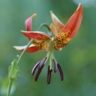 100 Seeds - Tiger Lily (Lily Pardalium) Flower - Mix-color Flower Garden