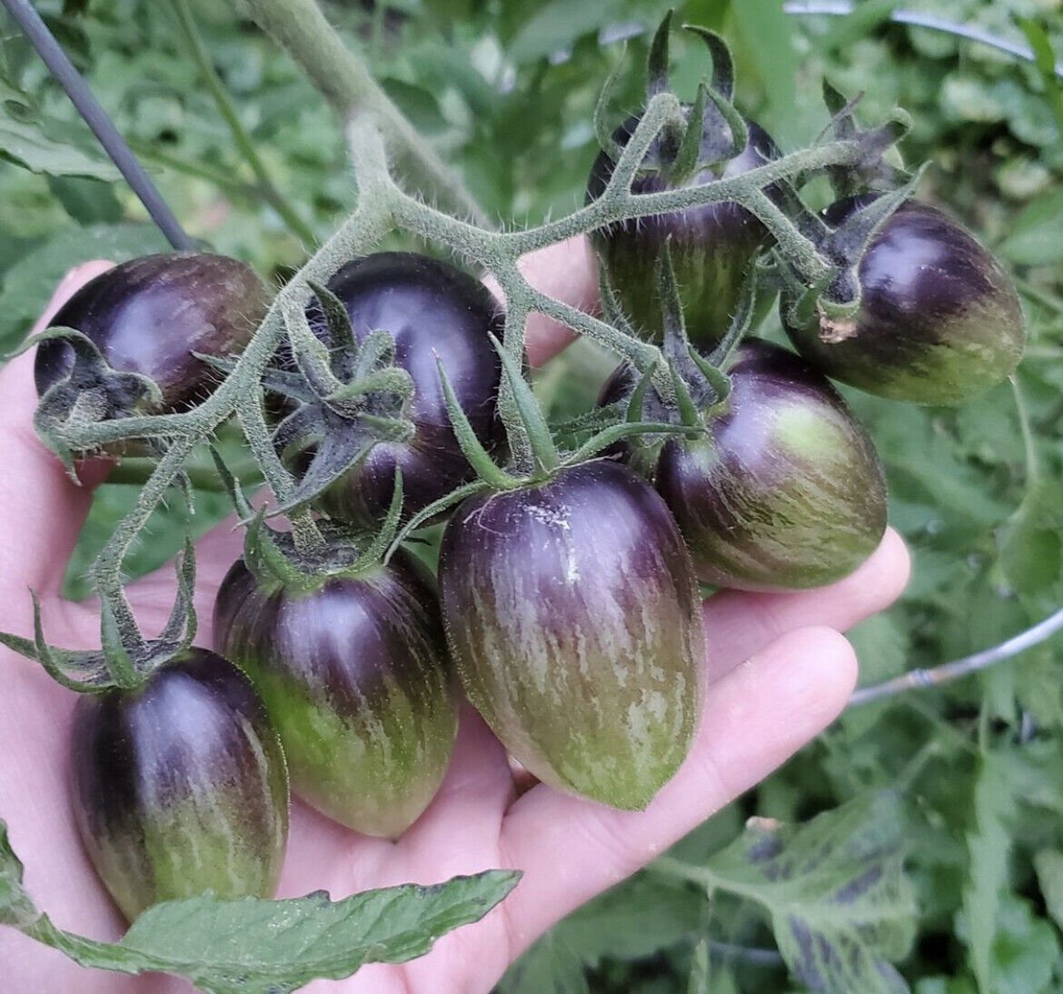 5 Seeds - Atomic Grape Tomato Seeds - Solanum Lycopersicum Tomato