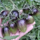 5 Seeds - Atomic Grape Tomato Seeds - Solanum Lycopersicum Tomato