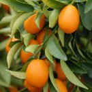 5 Seeds - Kumquat Cumquat, Bonsai Fruit Seeds Citrus - Plant Fruit Seeds