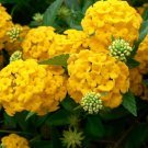 5 Seeds - Yellow Hydrangea Flower - Hortensia Flower Seeds