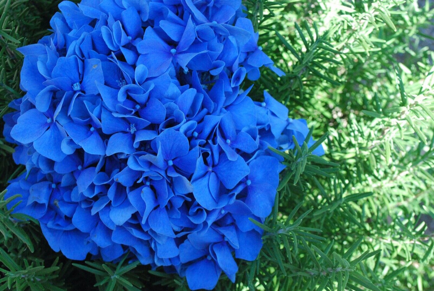 5 Seeds - Blue Hydrangea Flower - Hortensia Flower Seeds