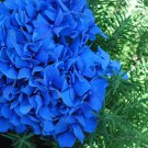 5 Seeds - Blue Hydrangea Flower - Hortensia Flower Seeds