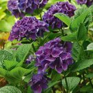 5 Seeds - Purple Hydrangea Flower - Hortensia Flower Seeds