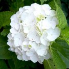 5 Seeds - White Hydrangea Flower - Hortensia Flower Seeds