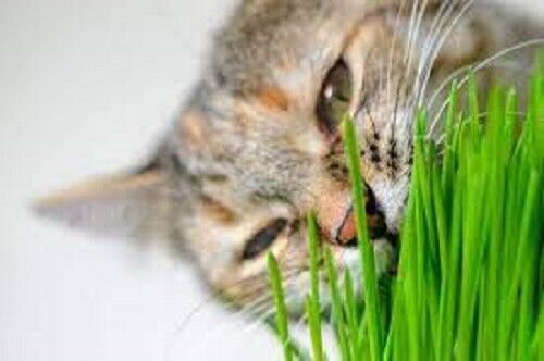 100 Seeds - Cat Grass seeds - Garden Grass Seeds