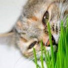 100 Seeds - Cat Grass seeds - Garden Grass Seeds