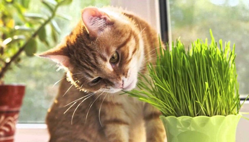 100 Seeds - Cat Grass seeds non-GMO - Garden Grass Seeds