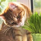 100 Seeds - Cat Grass seeds non-GMO - Garden Grass Seeds