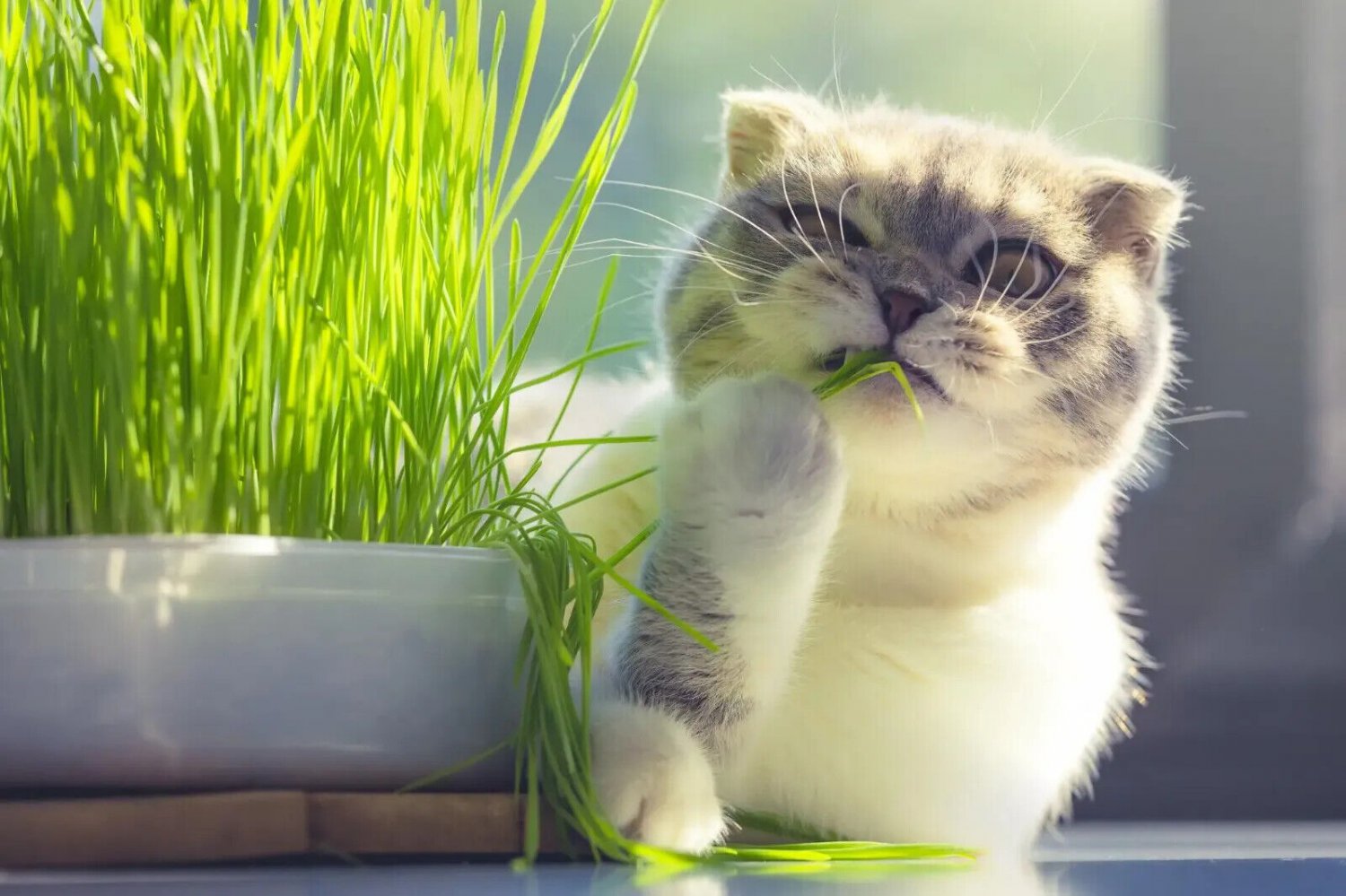100 Seeds - Cat Grass seeds OP seeds non-GMO - Garden Grass Seeds