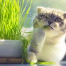 100 Seeds - Cat Grass seeds OP seeds non-GMO - Garden Grass Seeds