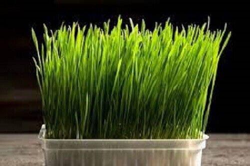 200 Seeds - Microgreens BARLEY GRASS SEEDS - Edible Sprouts Salad