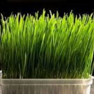 200 Seeds - Microgreens BARLEY GRASS SEEDS - Edible Sprouts Salad