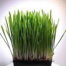 200 Seeds - BARLEY SPROUTS MICROGREEN - Organic Barley Grass Seeds - Edible Sprouts Salad
