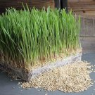 500 Seeds - Organic Barley Seeds - Grain Barley Grass Microgreens Sprouts - Edible Sprouts Salad