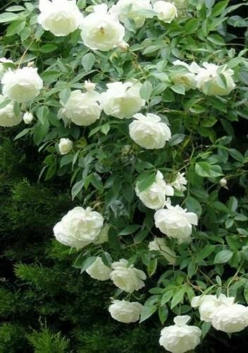 5 Seeds - CLIMBING WHITE ROSE Seeds - Flower Seeds Garden