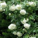 5 Seeds - CLIMBING WHITE ROSE Seeds - Flower Seeds Garden
