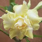 5 Seeds - Desert Rose Mix Seeds - Ultimate Yellow Adenium Obesum - Flower Seeds Garden