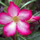 5 Seeds - Desert Rose Seeds Adenium Obesum Pink Seeds - Flower Seeds Garden