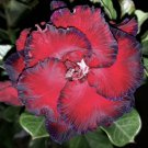 5 Seeds - OBESUM DESERT ROSE MIX SEEDS - Flower Seeds Garden