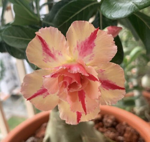 5 Seeds - Desert Rose Mix Seeds - Peach Desert Adenium Obesum - Flower Seeds Garden