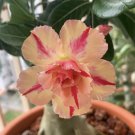 5 Seeds - Desert Rose Mix Seeds - Peach Desert Adenium Obesum - Flower Seeds Garden