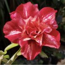 5 Seeds - “Julius Caesar” Desert Rose Mix Seeds Adenium Obesum - Flower Seeds Garden