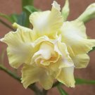 5 Seeds - Desert Rose Mix Seeds - Ultimate Yellow Adenium Obesum - Flower Seeds Garden