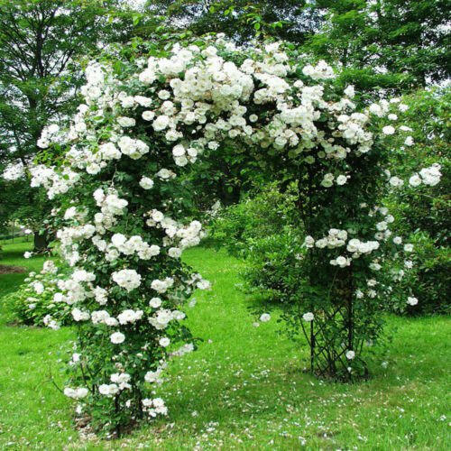 5 Seeds - CLIMBING WHITE ROSE Seeds - Flower Seeds Garden