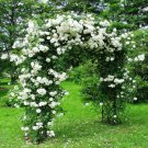 5 Seeds - CLIMBING WHITE ROSE Seeds - Flower Seeds Garden