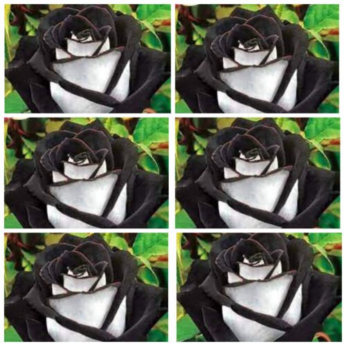 10 Seeds - Black Tails Rose Seeds Flower Seeds - Flower Seeds Garden