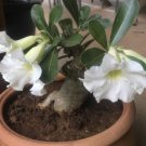 10 Seeds - DESERT ROSE "Clear White" Flower Seeds - Flower Seeds Garden
