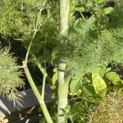 20 Seeds - Dill Seeds Home Grown In Melbourne - Fern Seeds Garden