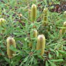 15 Seeds - Banksia oblongifolia - Fern Leaved Banksia / Rusty Banksia - Fern Seeds Garden