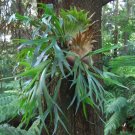 500 Spores - Platycerium bifurcatum Elkhorn Fern - Fern Seeds Garden
