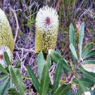 5 Seeds - FERN LEAVED BANKSIA SEEDS - Fern Seeds Garden