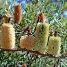 10 Seeds - Fern Leaved Banksia (Banksia oblongifolia) - Fern Seeds Garden