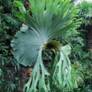 500 Spores - Platycerium superbum Staghorn Fern - Fern Seeds Garden