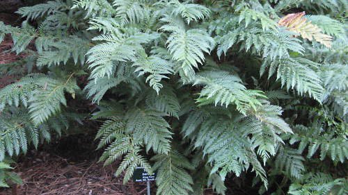 100 Spores - Todea barbarea Tasmanian King Fern - Fern Seeds Garden