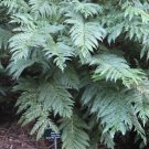 100 Spores - Todea barbarea Tasmanian King Fern - Fern Seeds Garden