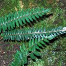 100 Spores - Pellaea falcata Sickle Fern - Fern Seeds Garden