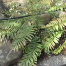 100 Spores - Blechnum minus Soft Water Fern - Fern Seeds Garden