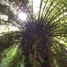 500 Spores - Golden Tree Fern (Dicksonia Fibrosa) - Fern Seeds Garden