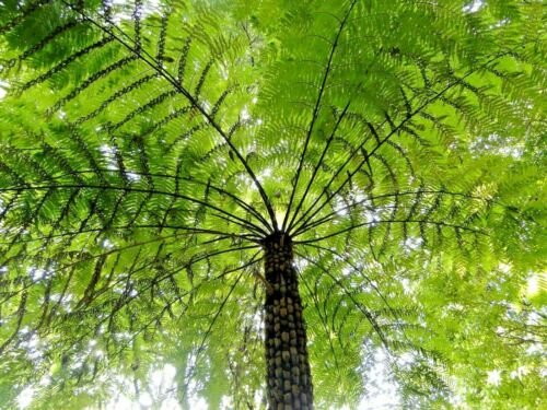 500 Spores - Cyathea australis Rough Tree Fern - Fern Seeds Garden