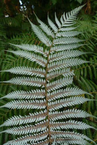 1000 Spores - NZ Silver Tree Fern (Cyathea Dealbata) - Fern Seeds Garden