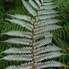 1000 Spores - NZ Silver Tree Fern (Cyathea Dealbata) - Fern Seeds Garden