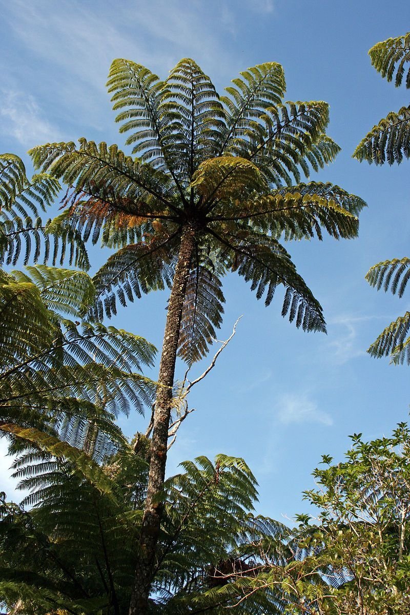 500 Spores - NZ Black Tree Fern (Cyathea medullaris) - Fern Seeds Garden