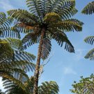 500 Spores - NZ Black Tree Fern (Cyathea medullaris) - Fern Seeds Garden